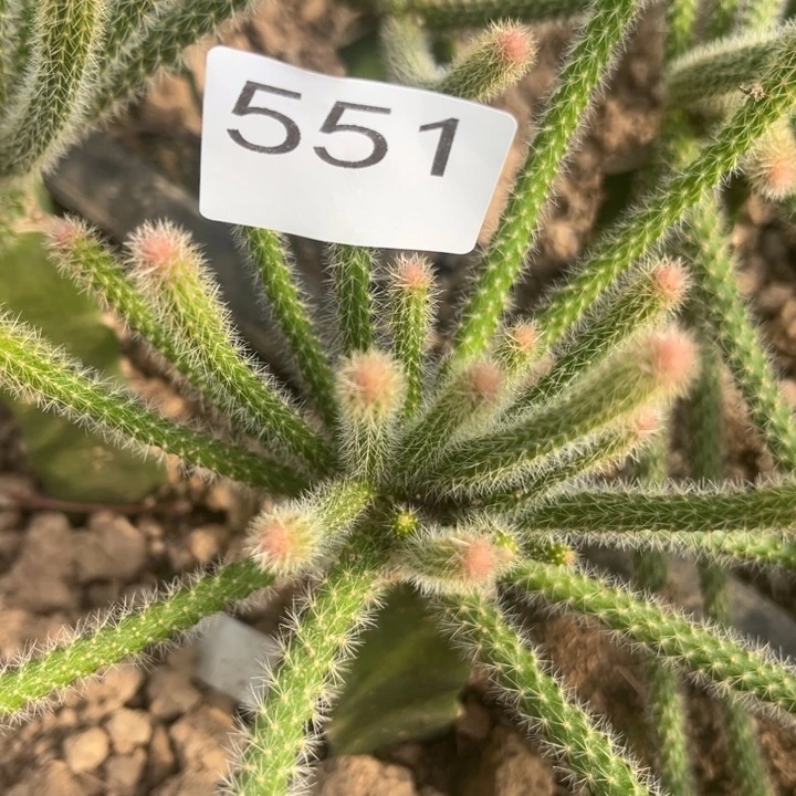 罗***》垂吊鼠尾紫色^_^551