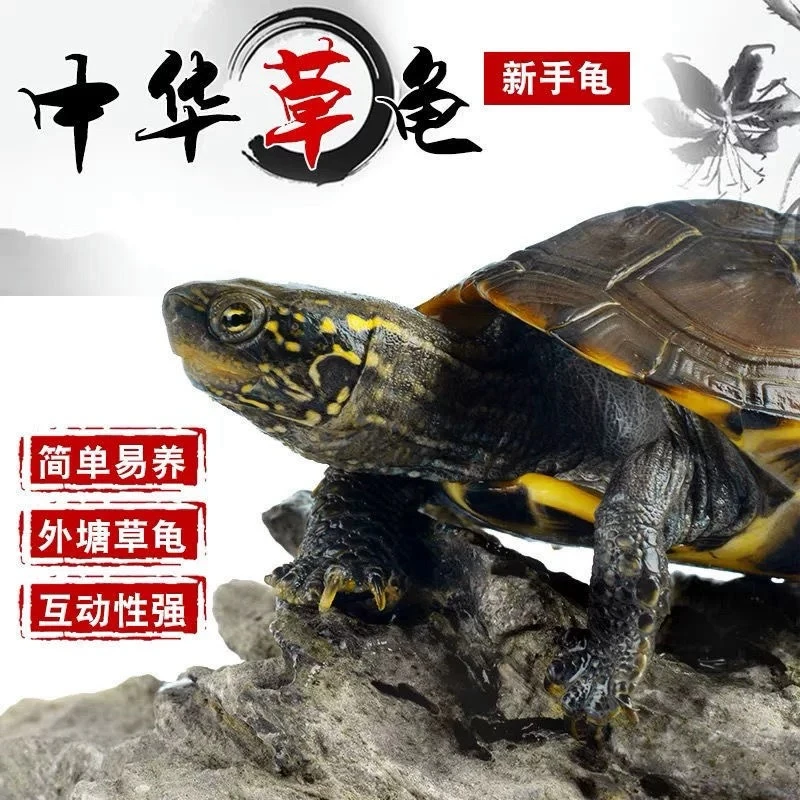 【4到5厘米】4只中华草龟活体小乌龟宠物观赏龟墨龟包邮包活