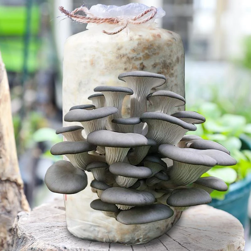 蘑菇菌包 喷水就长食用菌菌棒平菇香菇种植包易活儿童互动植物