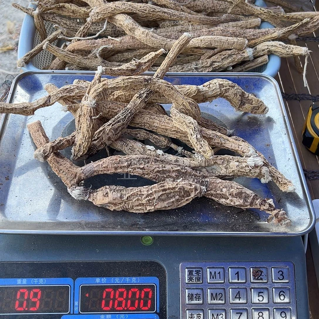 中国大陆牛大力泡酒