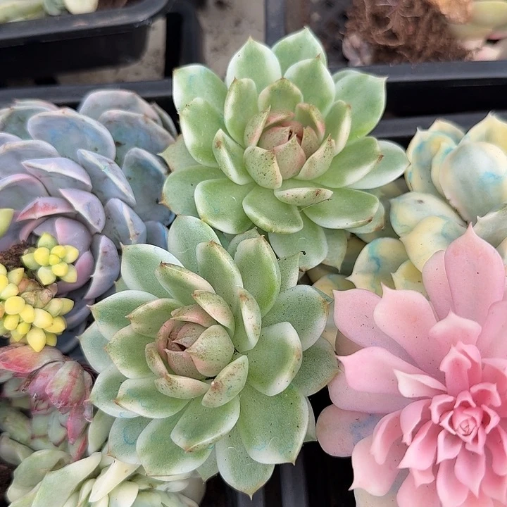 黑水晶锦一颗多肉锦