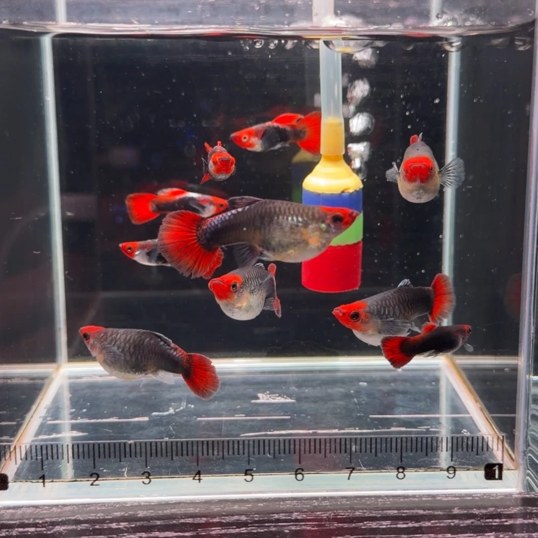 孔雀鱼福利深海蓝贵族短体8➕2条备损