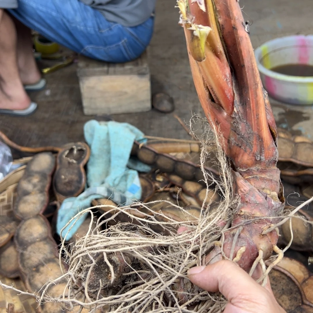 亚**韩开花植物观花植物