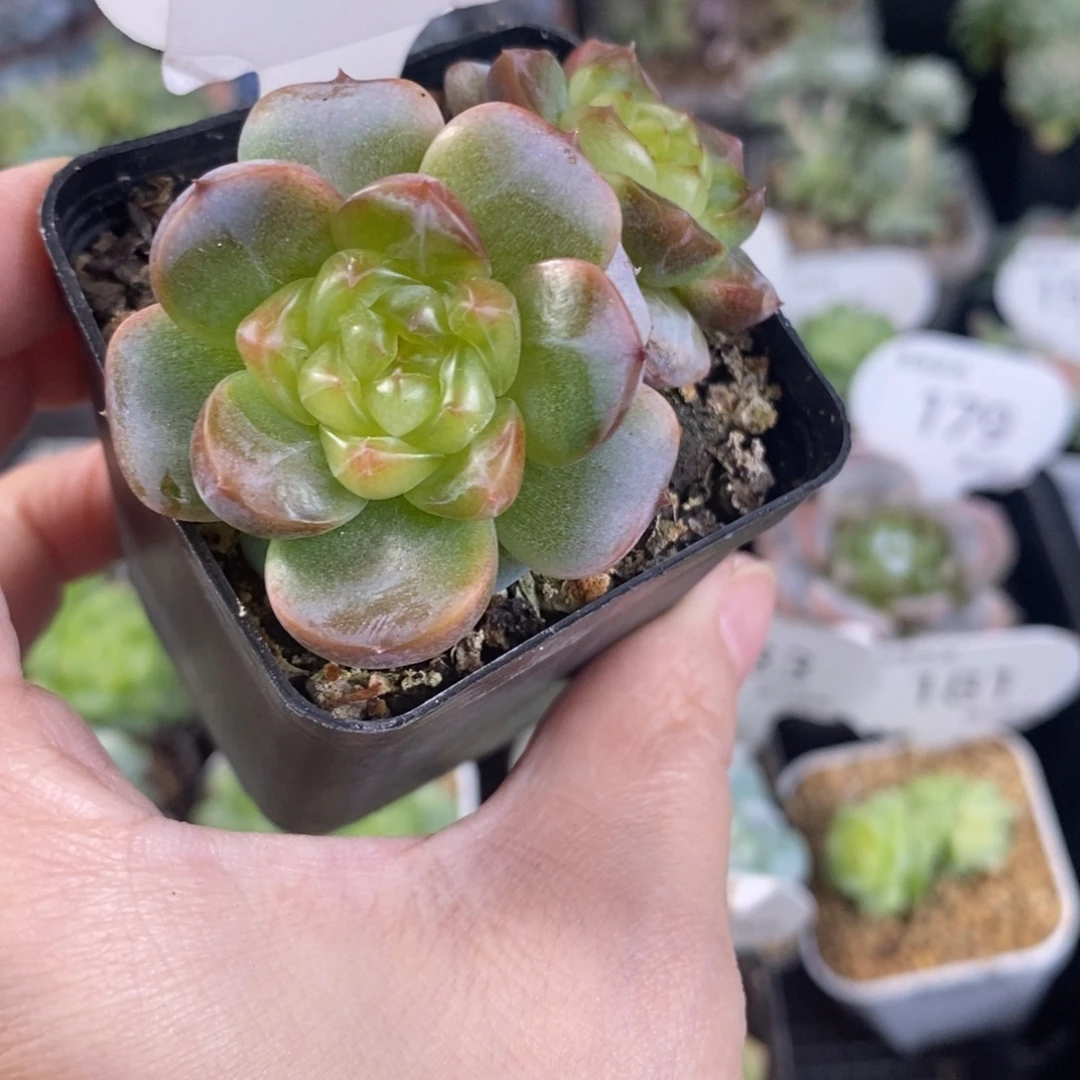 孤品珍妮福利双头187号