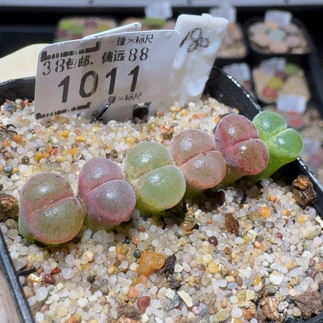 zzzz生石花肉锥1011