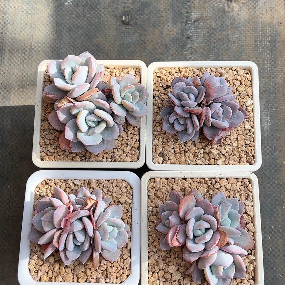 暖暖专拍奶茶多肉4颗