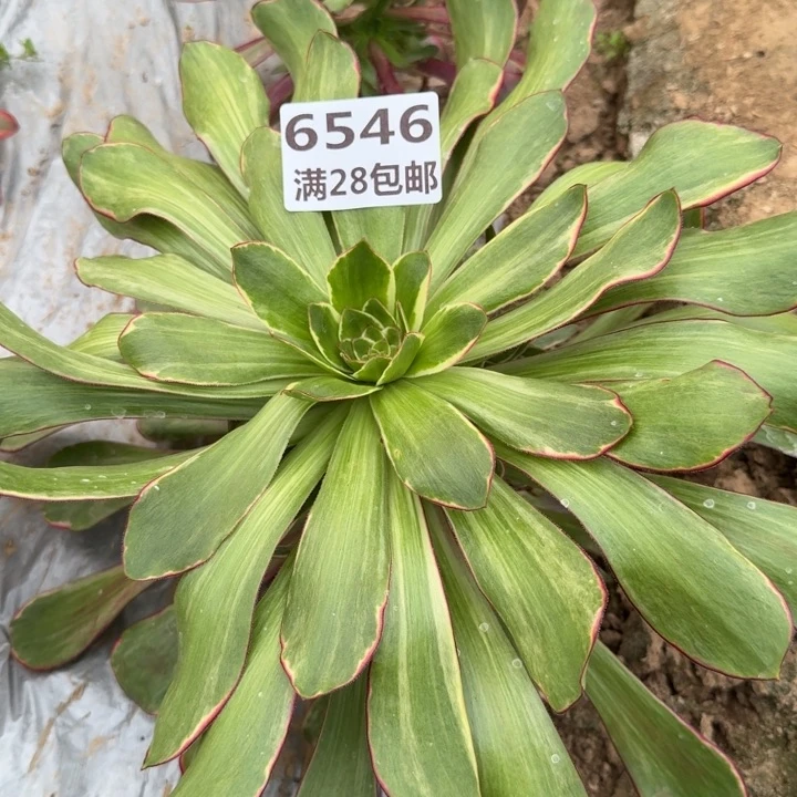 6546三号棚紫烟多肉B