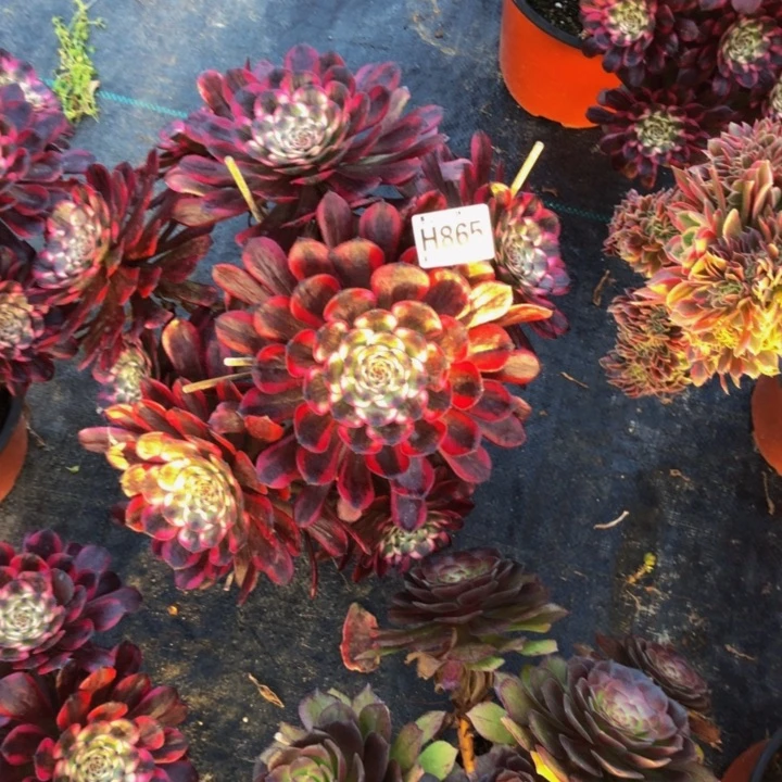 红金钢多肉8658000000