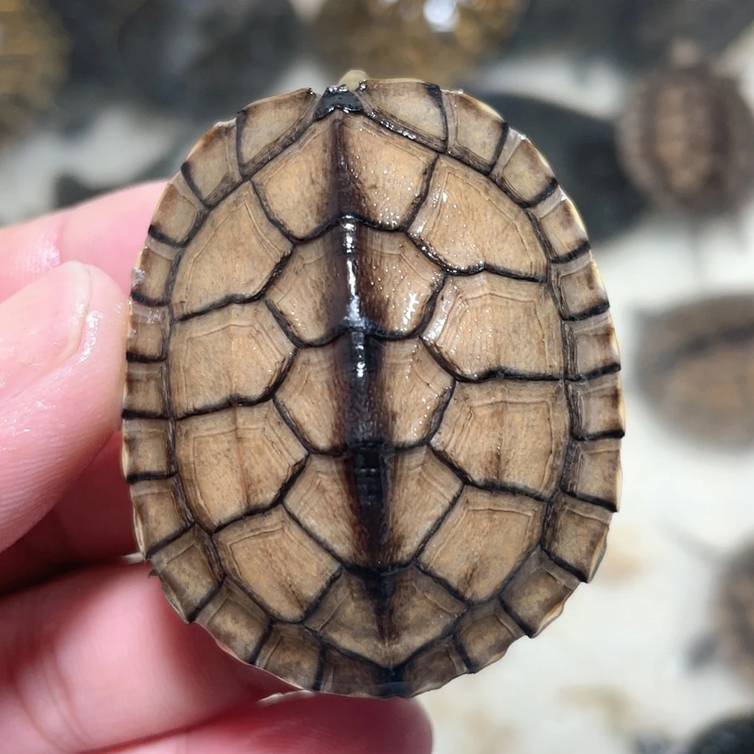 宠物龟不分公母5.0