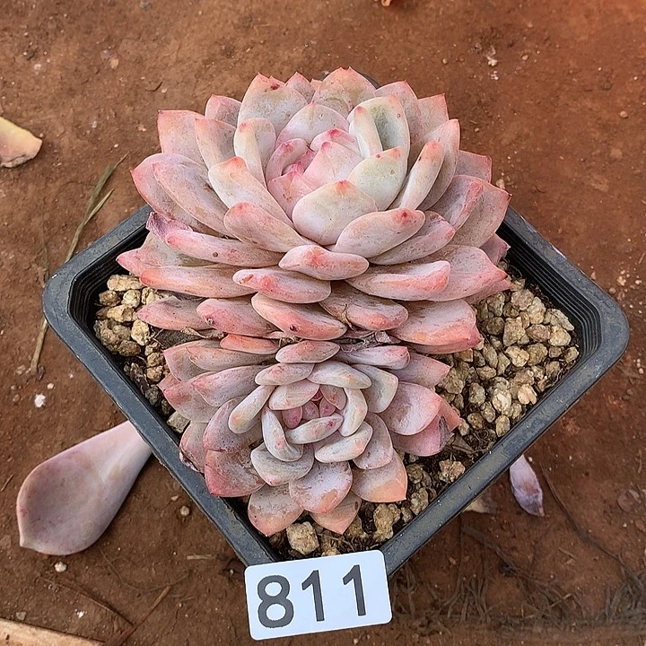 811橙子 一物一拍多肉