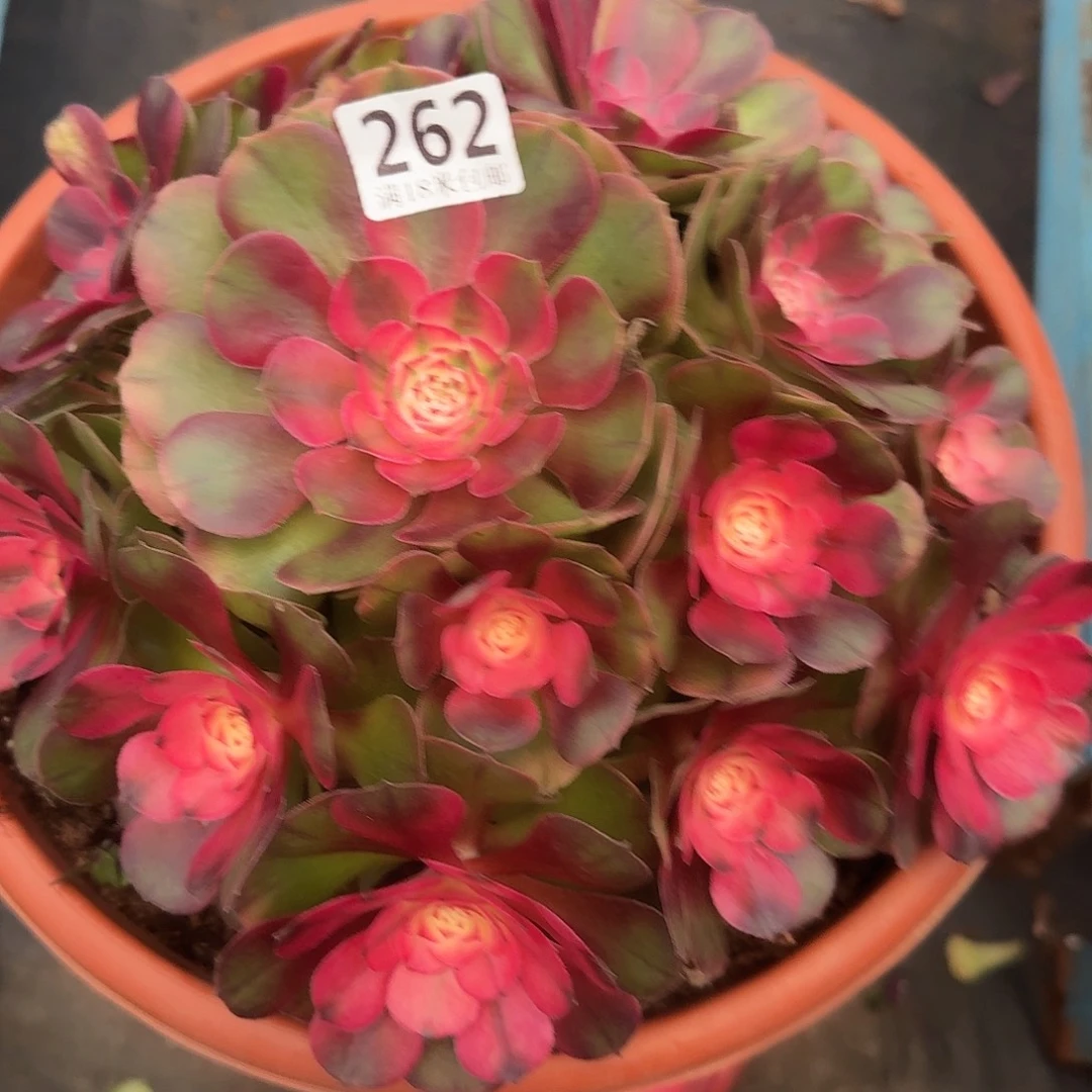 262荔枝捧花福利发货