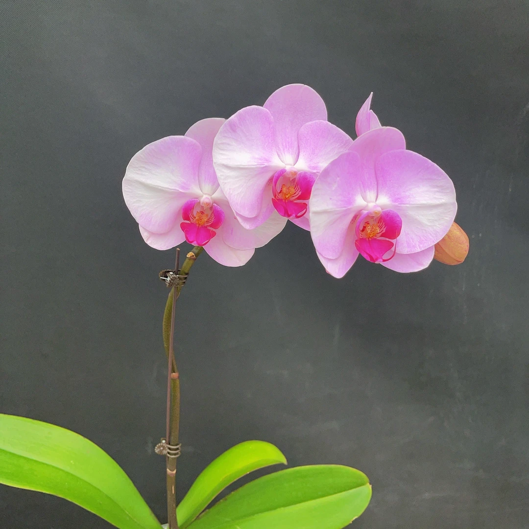 森境【西宾哈尼】蝴蝶兰