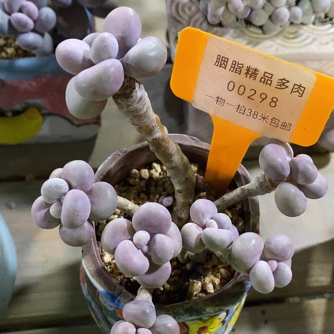 00298i咯无聊咯做哦