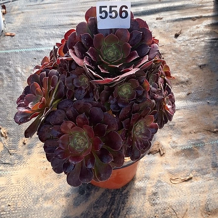 法师植物一物一拍12345678