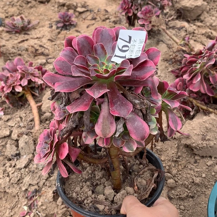 791美杜莎小手捧4