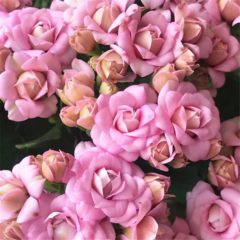 【迷你海天霞】80#盆小盆长寿带花苞