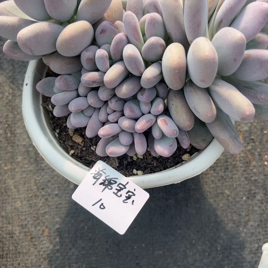 ?****?桃美人多肉植物
