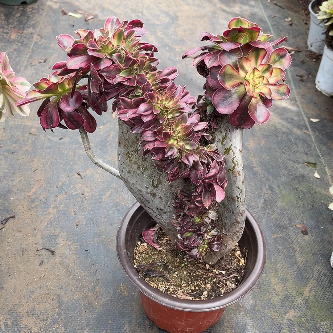 香奈儿缀化漂亮漂亮