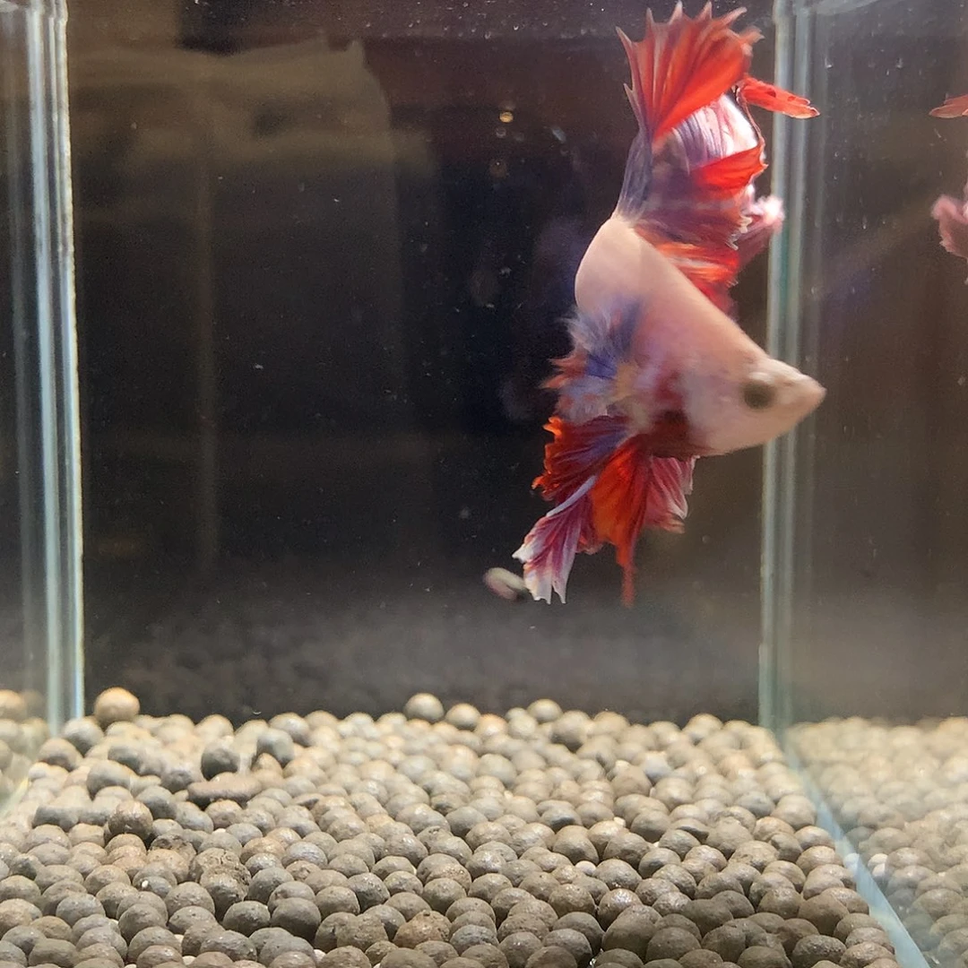 斗鱼七弟泰国斗鱼114