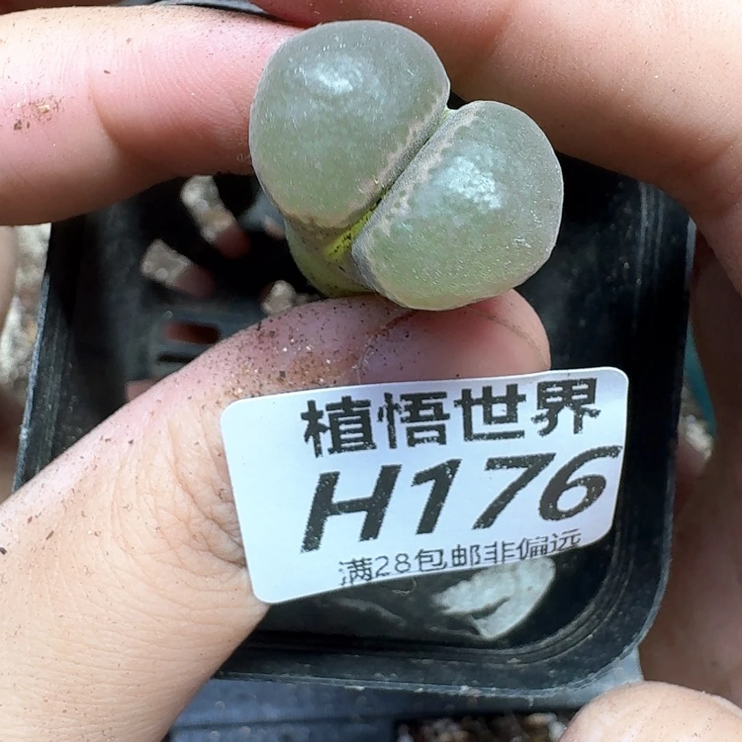 多肉植物的润泽付出