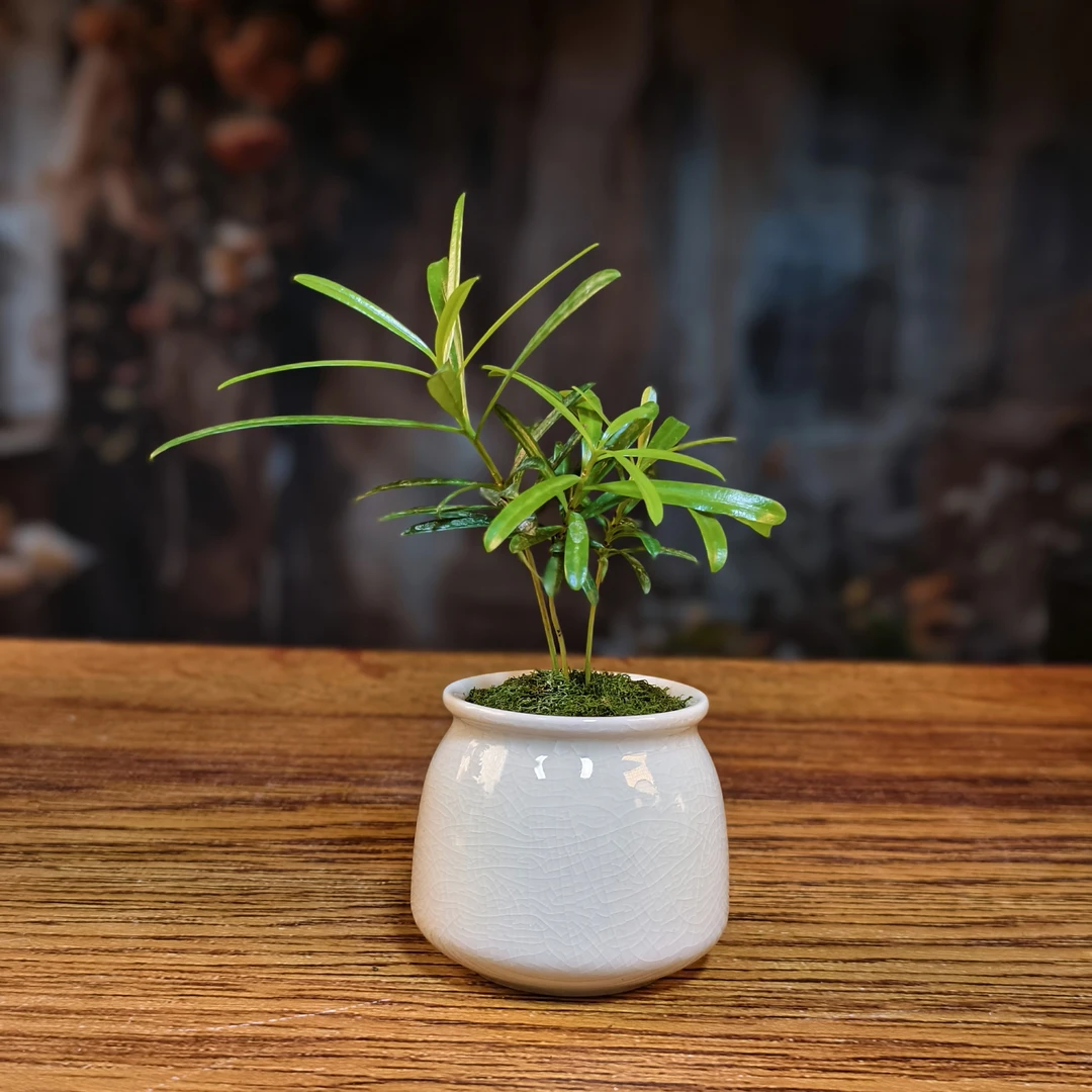 白玉釉冰裂纹罗汉松(缸体8×6.5)办公桌盆栽植物四季常青好养绿植