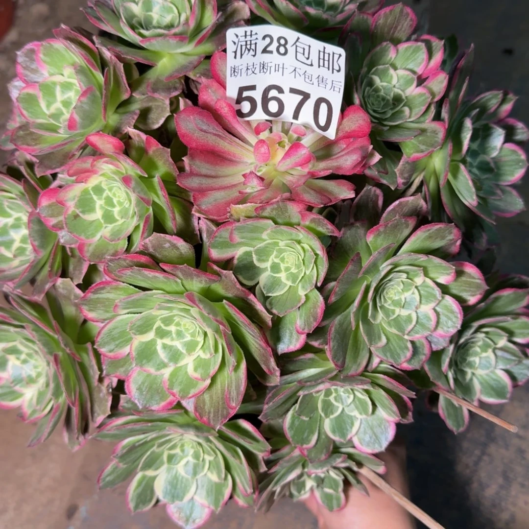 5670水蜜桃多肉植物