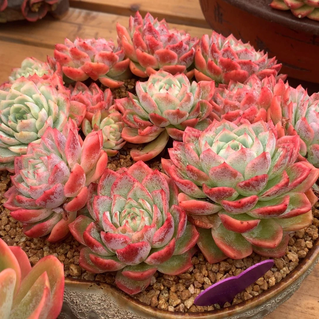 约瑟琳含盆啊啊啊啊啊啊