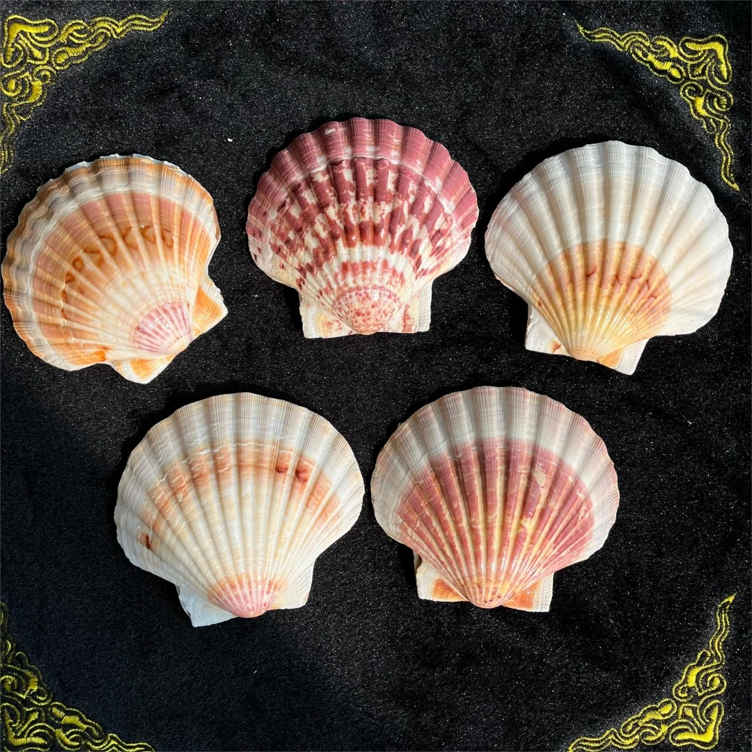 专项补拍补差价链接天然海螺一物一拍