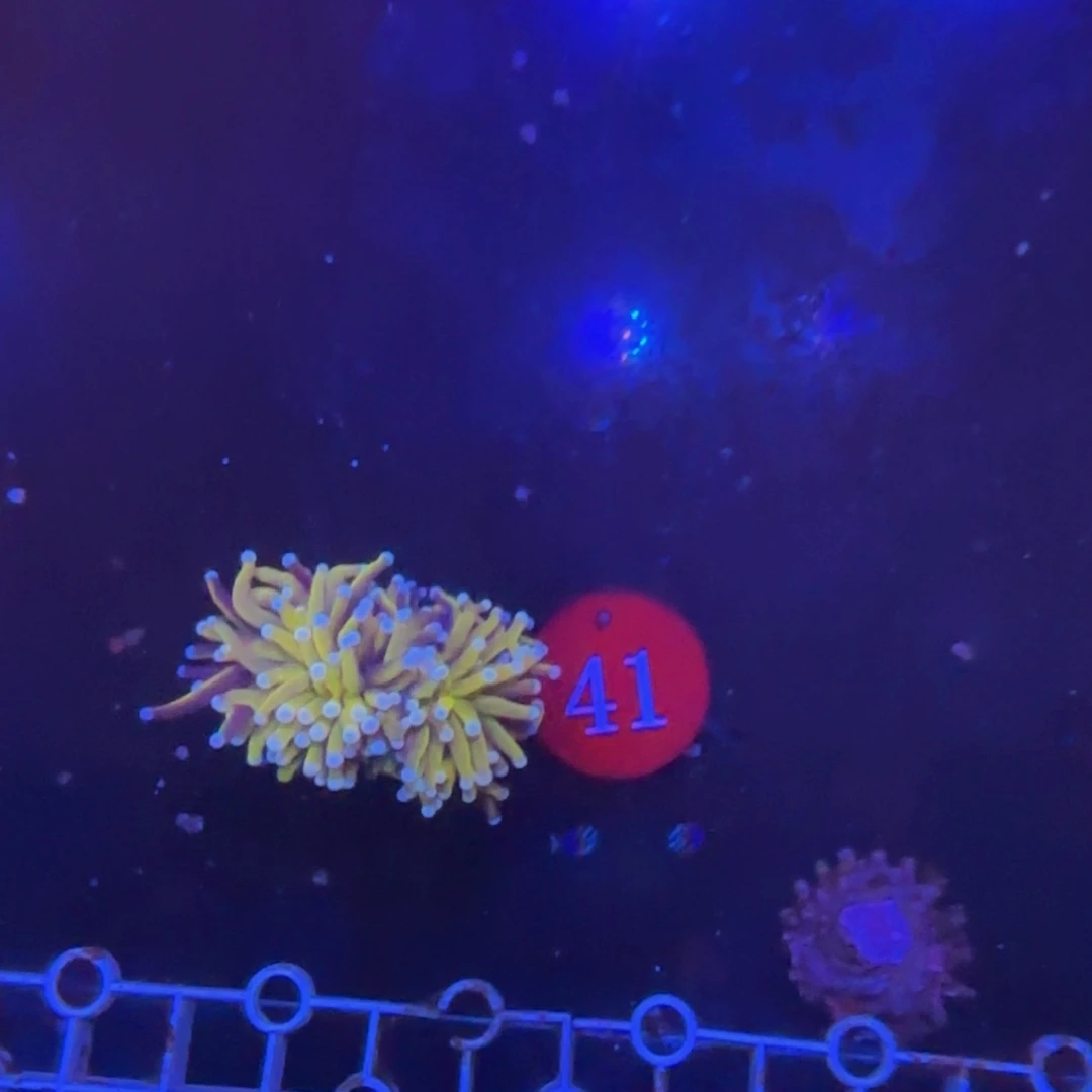 万鱼来朝海水观赏