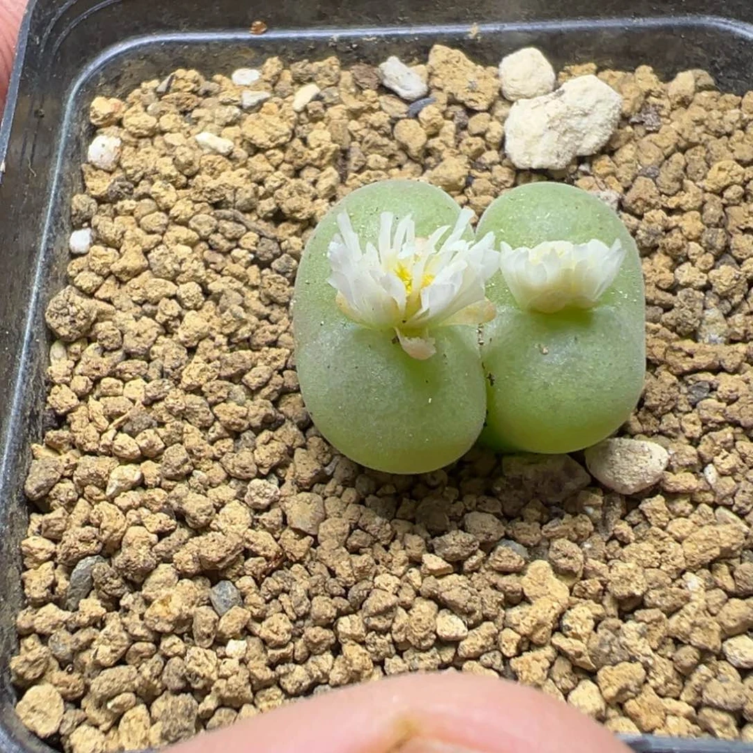 13-69肉锥多肉植物