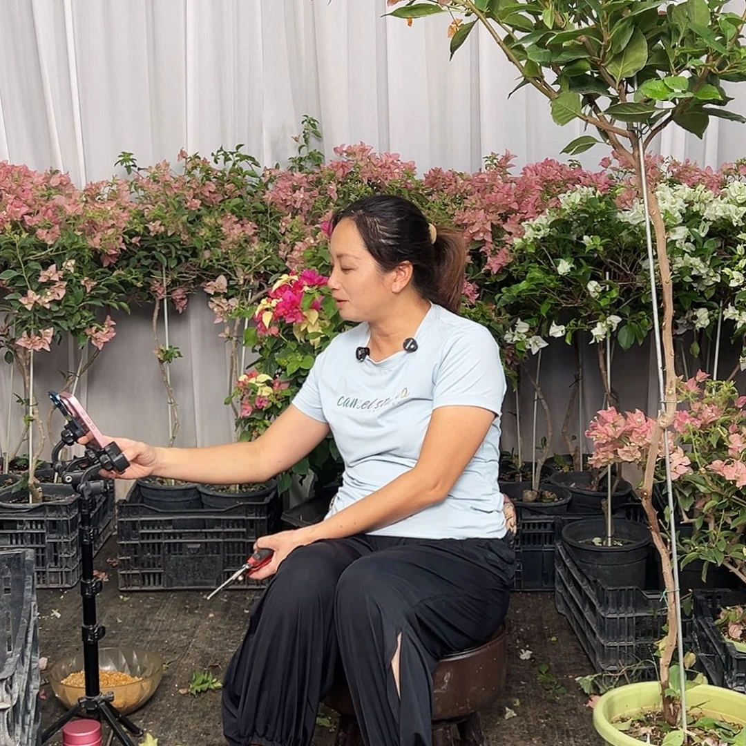 当前无花栽培后可以开花三角梅50
