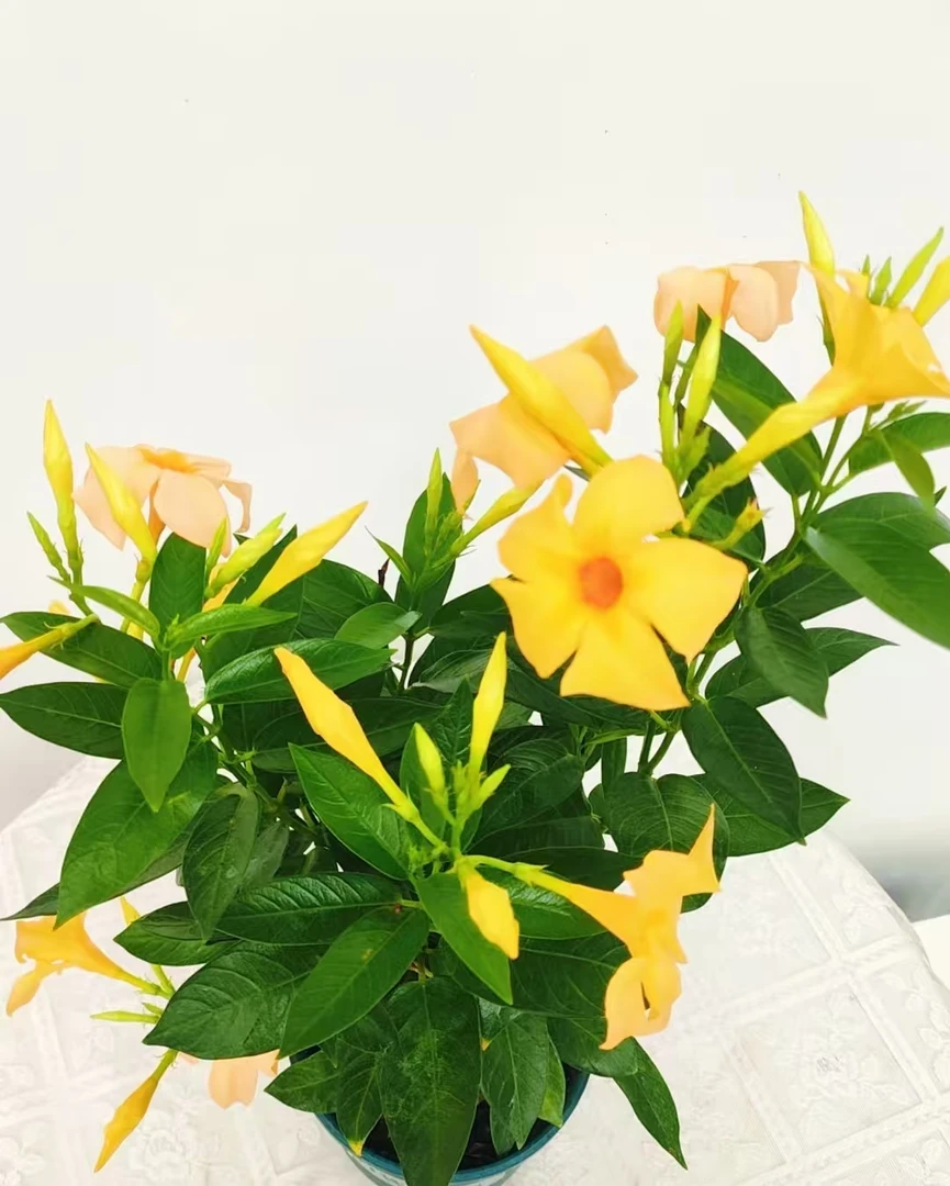 多年生四季开花飘香藤可楼顶阳台庭院养护耐热耐旱爬藤植物