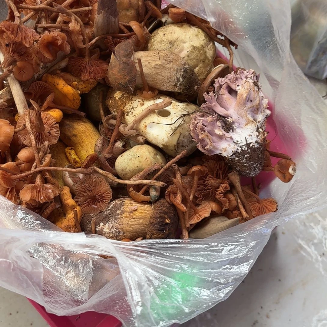 爱****云南南华野生菌中国大陆