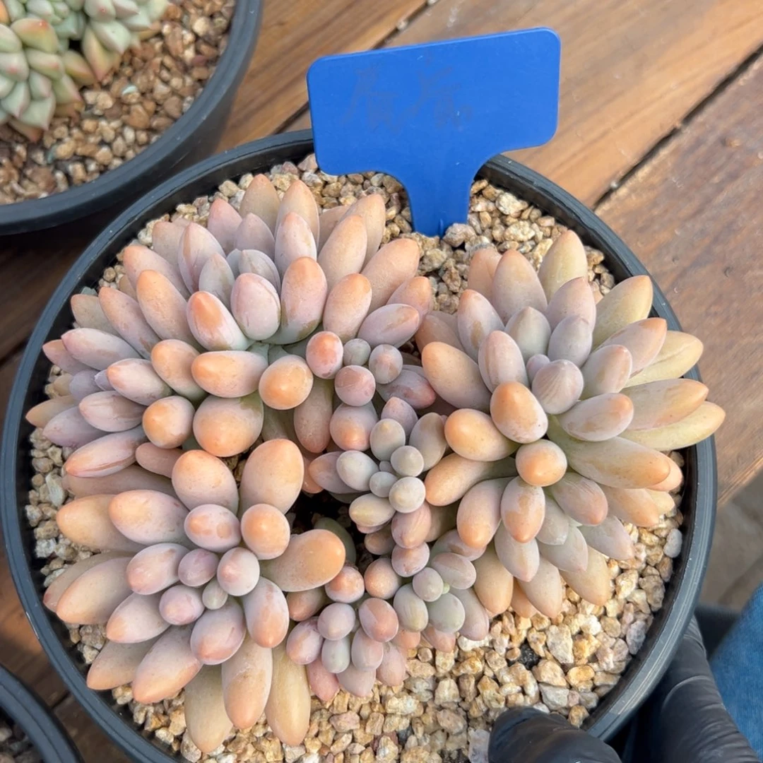 粉恋11111111111111111