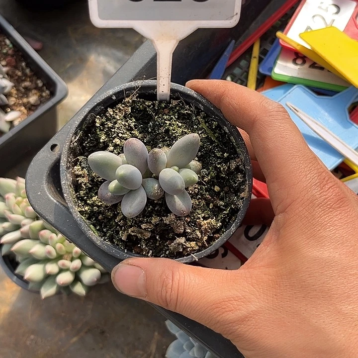 多肉植物烟花美人625