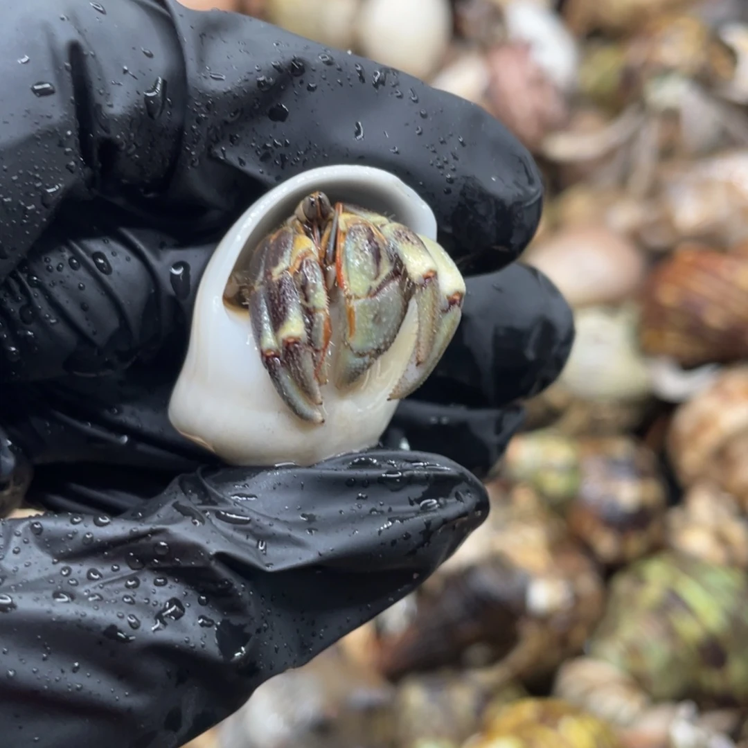 不退不换谢谢支持12