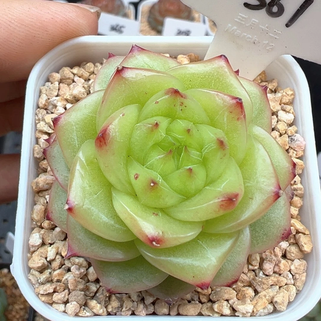 361号杜若珍妮 晗雨多肉