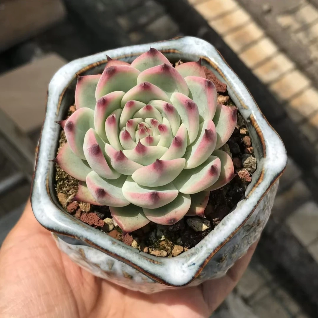 水蜜桃吉娃莲多肉植物一颗裸根发货（满15.8包邮）