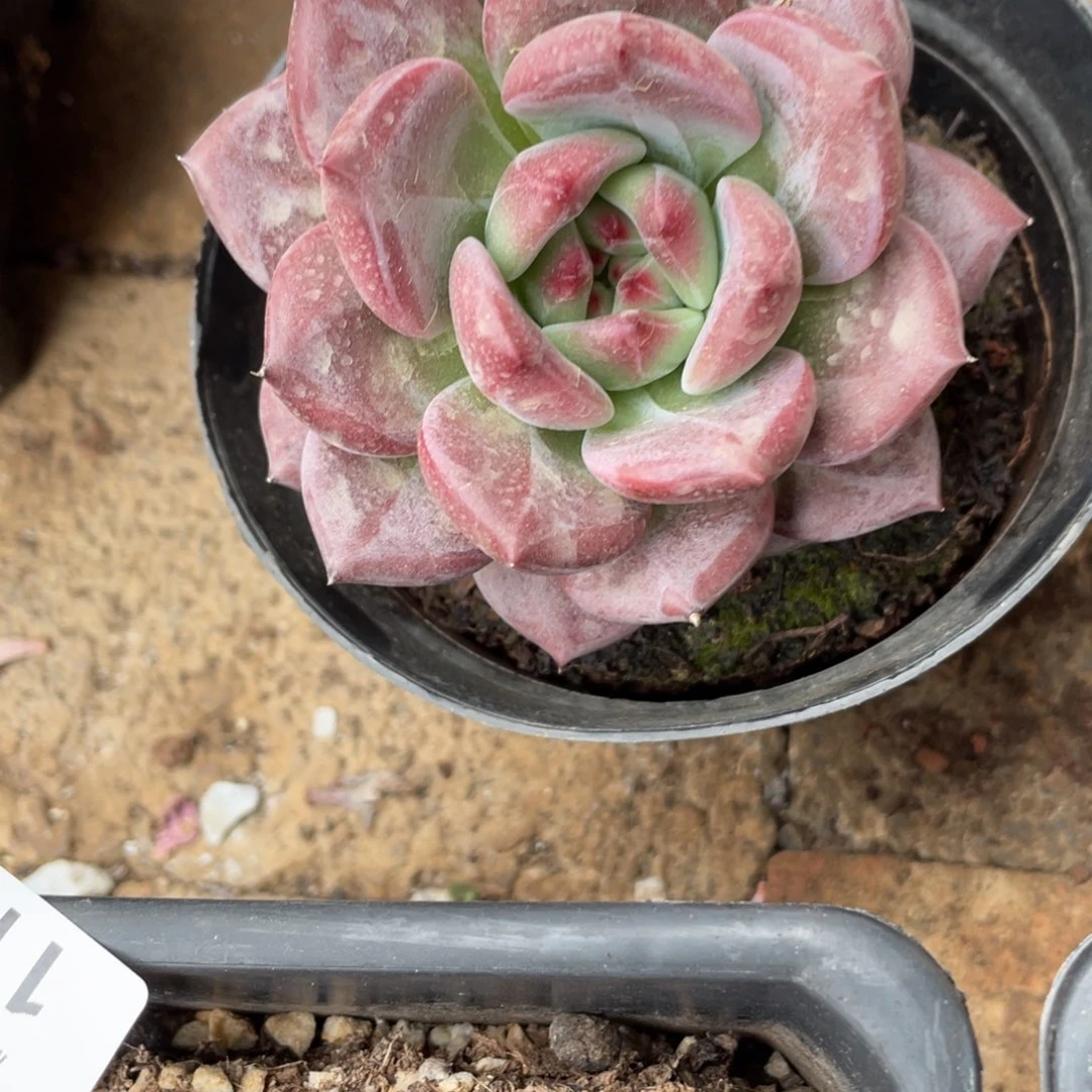 李***肉1146夜魔侠单头多肉植物一物一拍
