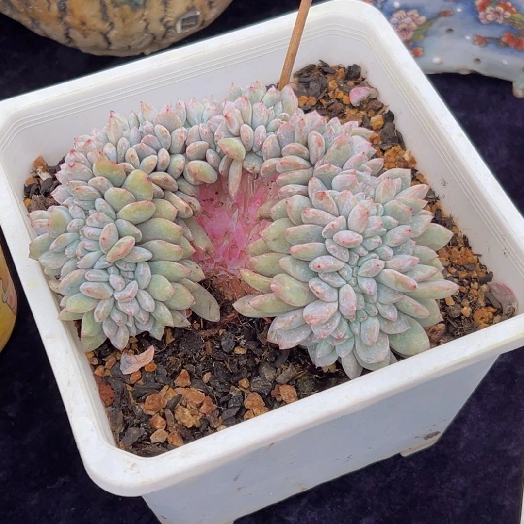 新年快乐 新年快乐