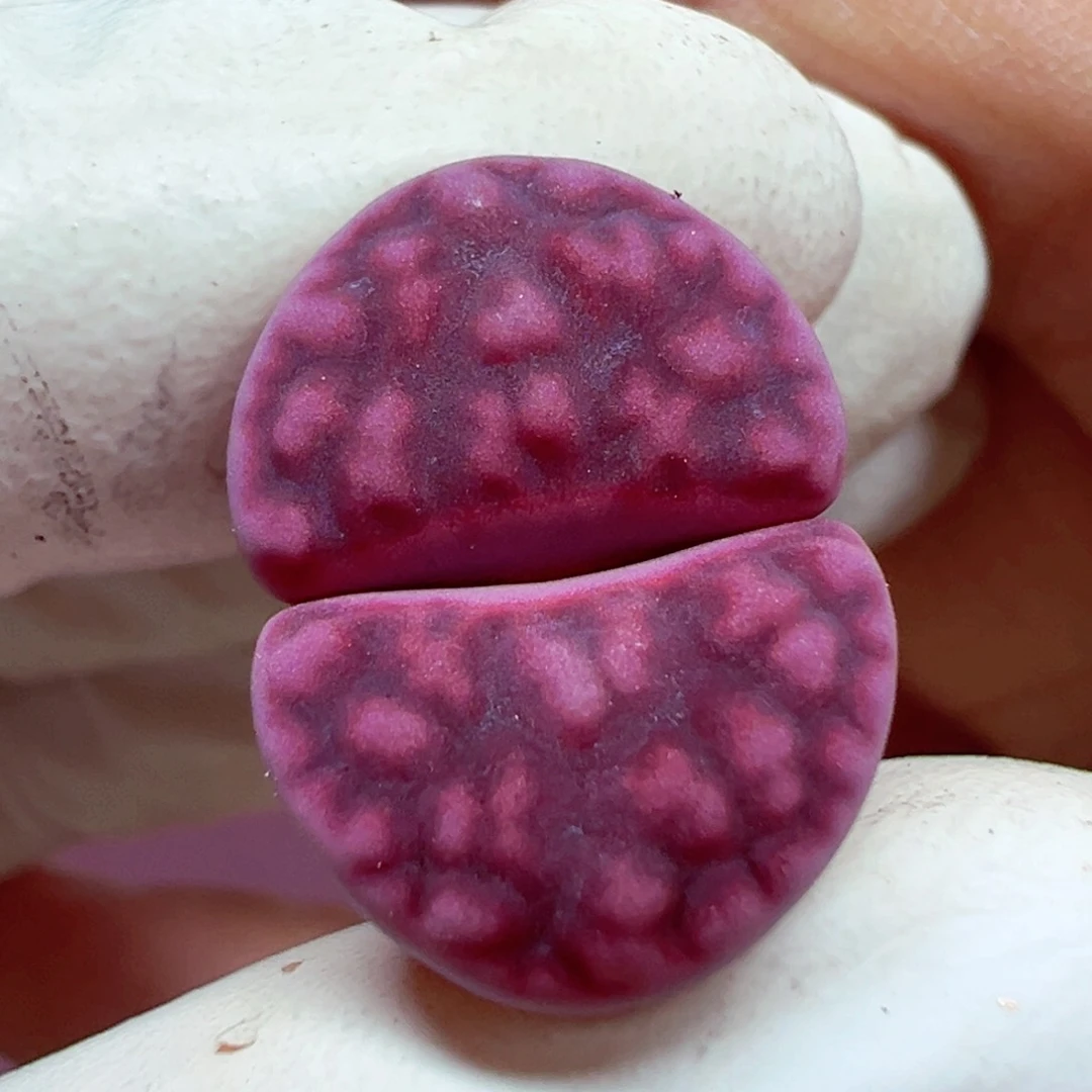 完全开放小***酒优秀的肉肉605-43