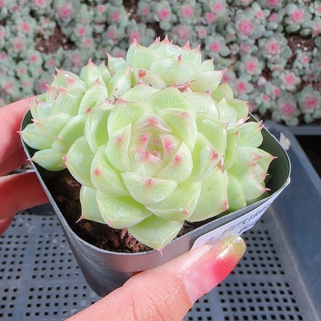 0919-64麦秆优选不包整