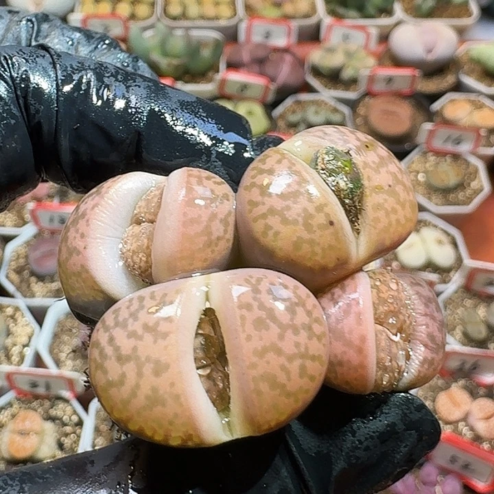 生石花23:：：：。  71号