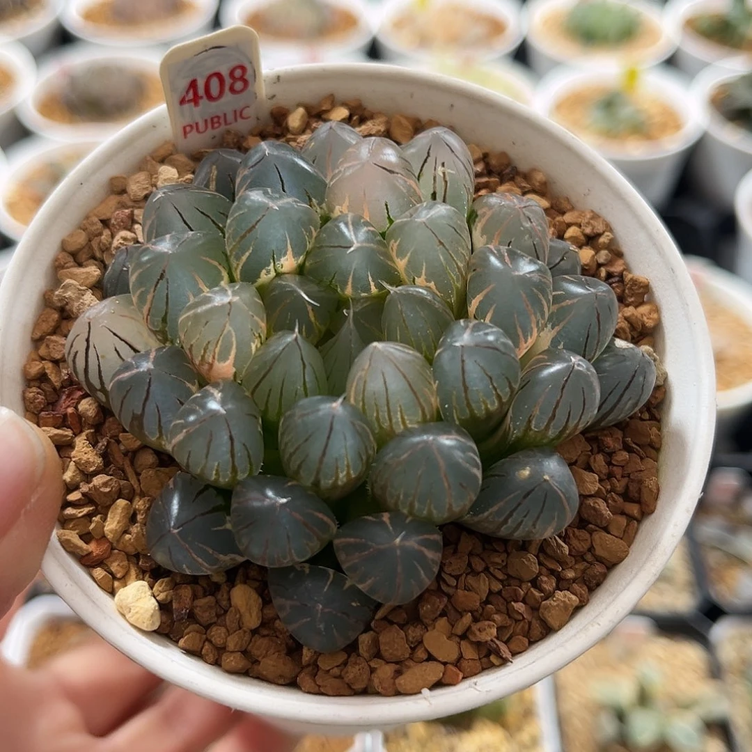 408糊斑霓虹灯玉露锦福利