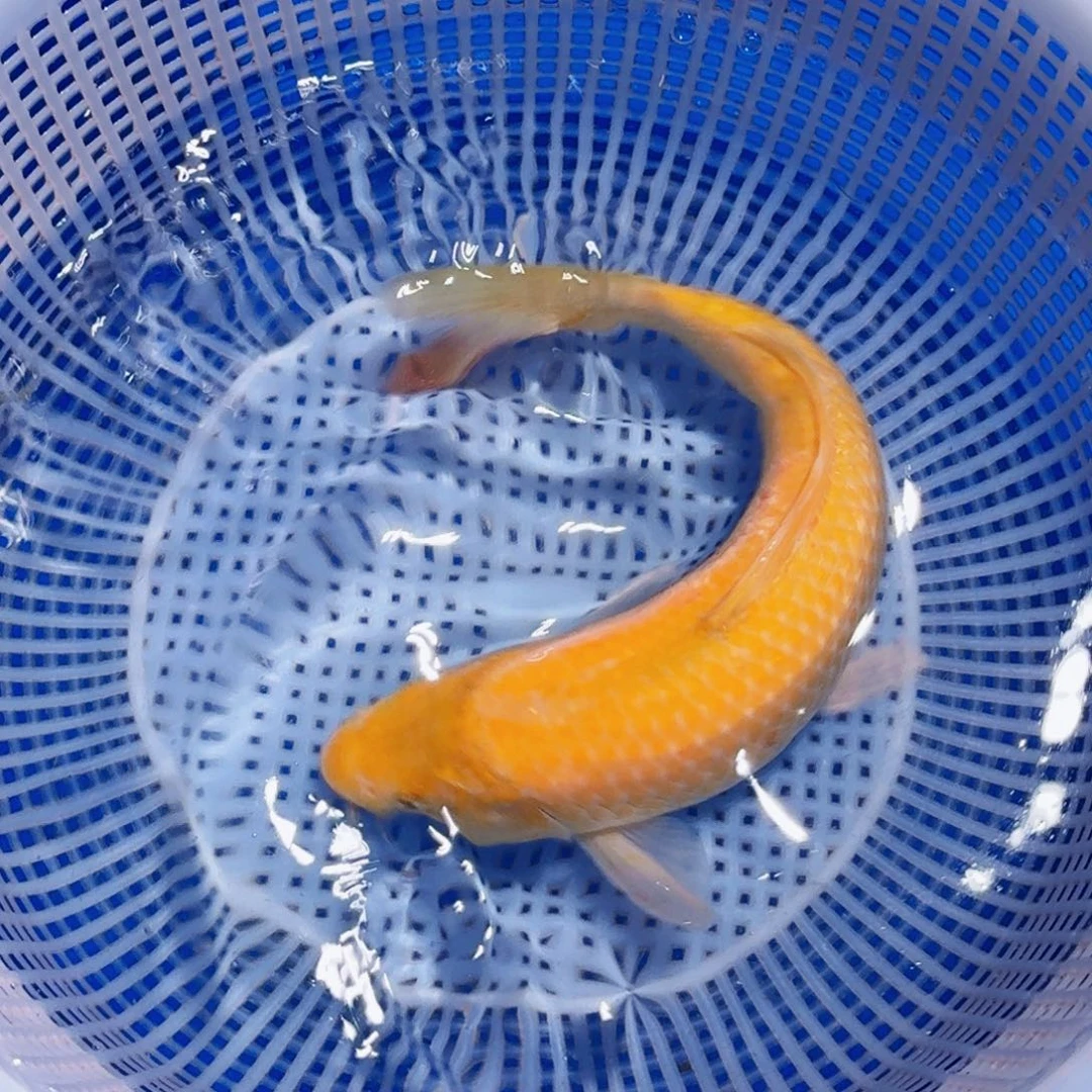 锦鲤精品甄选血统锦鲤