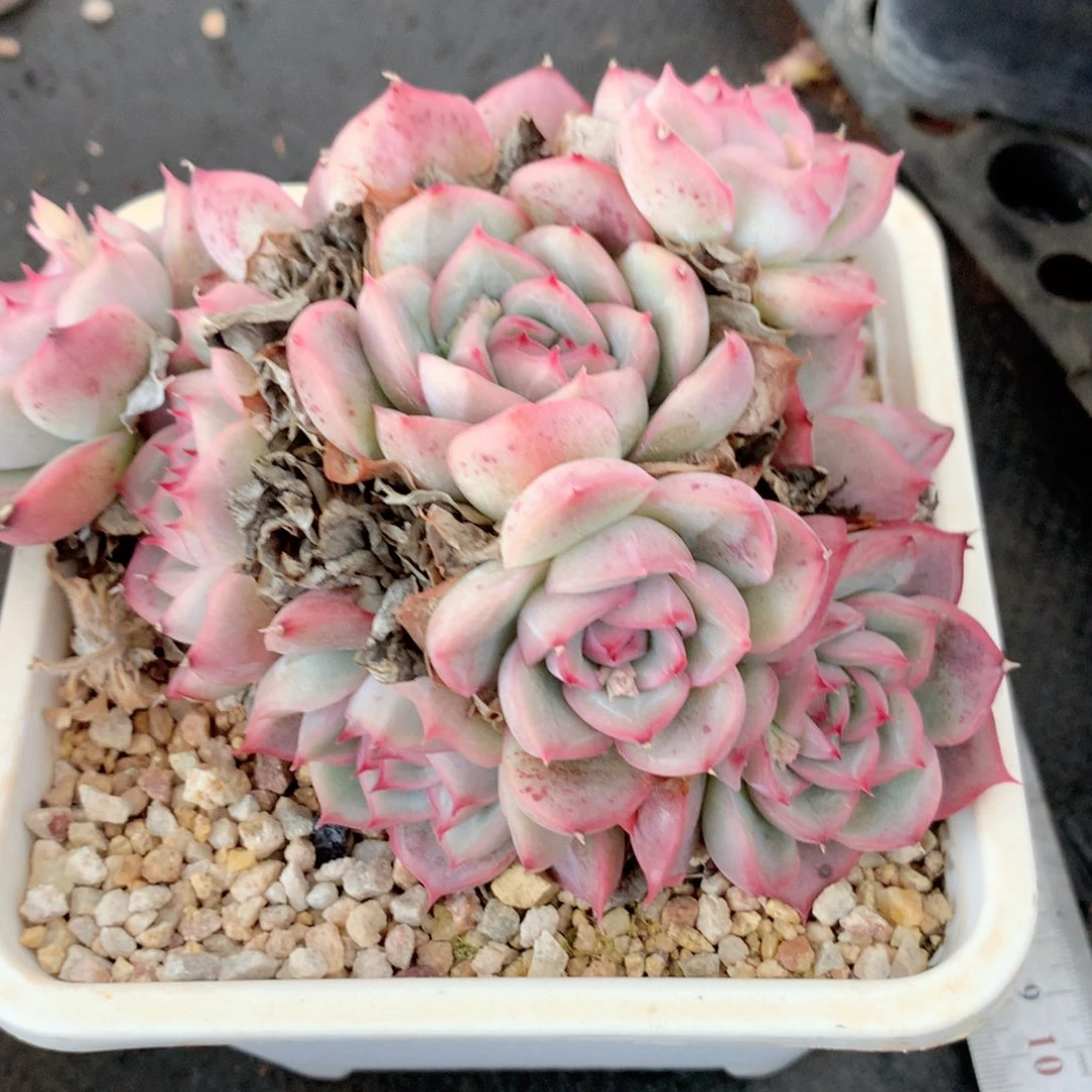 9093杂交多肉植物基地