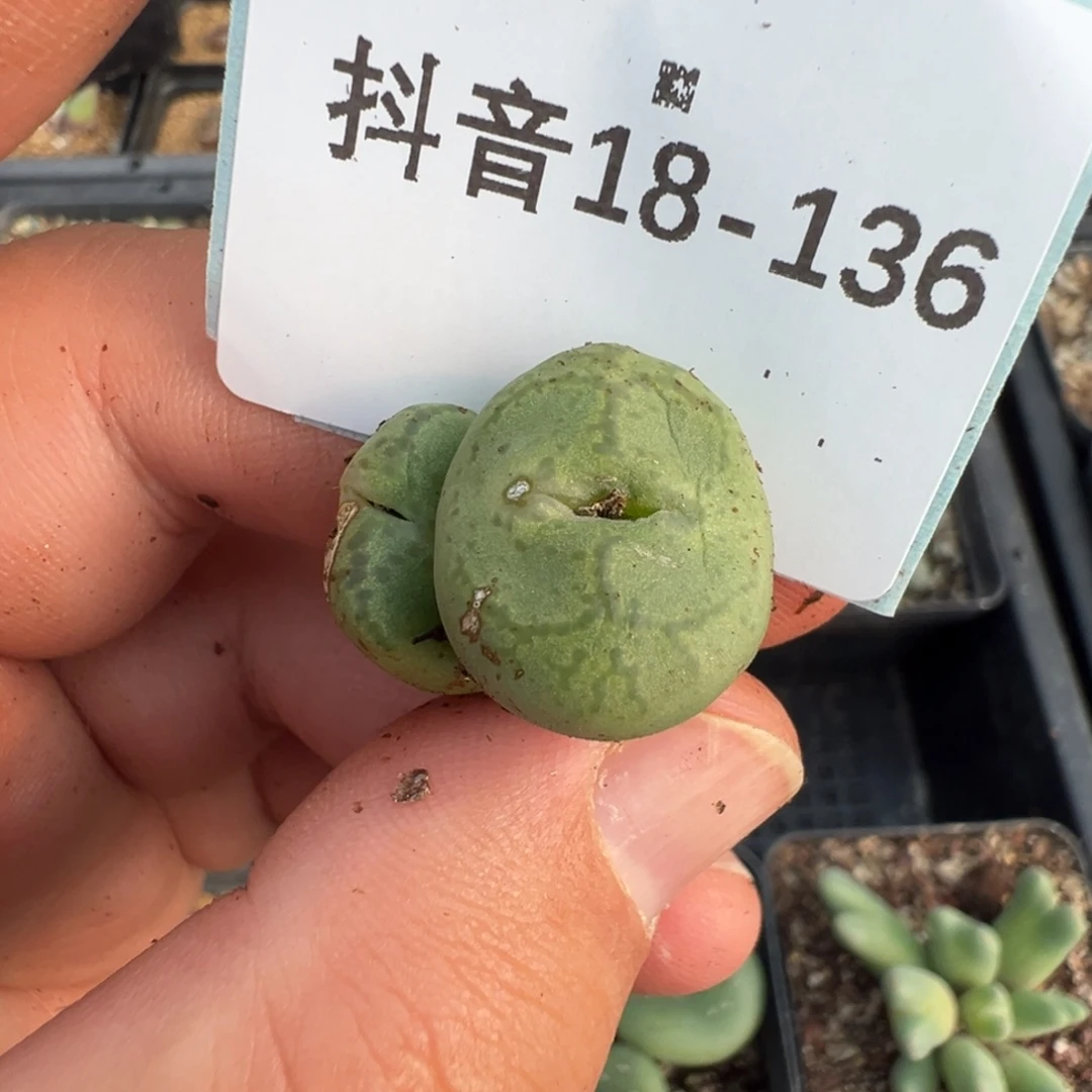 风***流18-136肉锥多肉植物