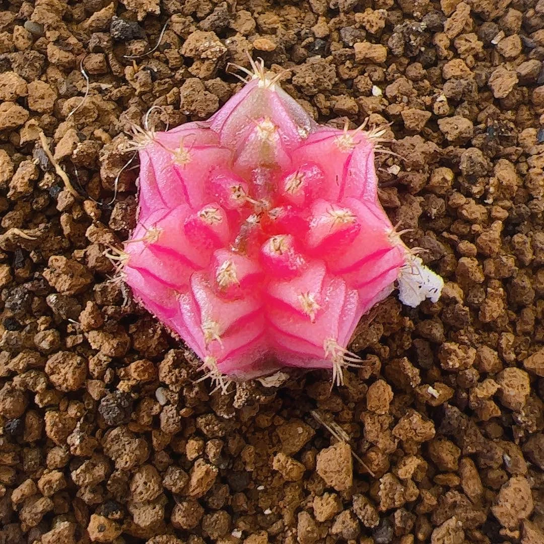 大部分开放少量花苞328