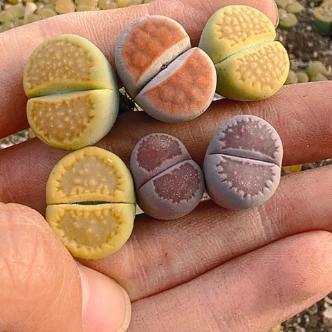 【闪购商品】25499