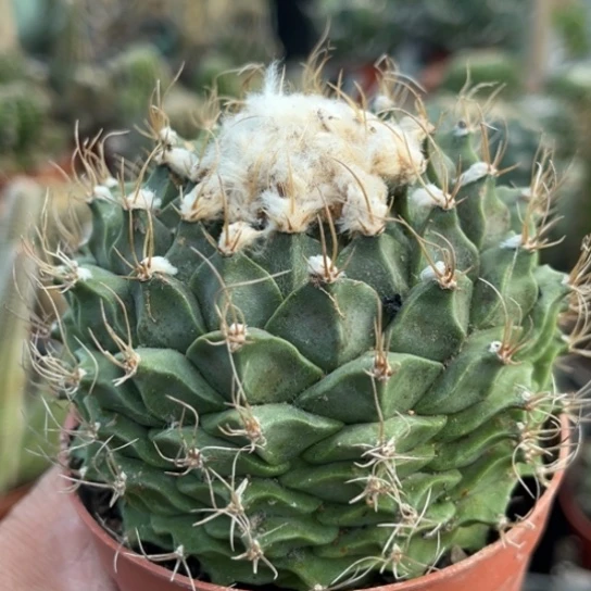 当前无花栽培后可以开花帝冠